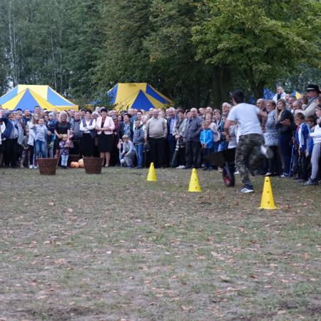 Wyświetl org. rozmiar